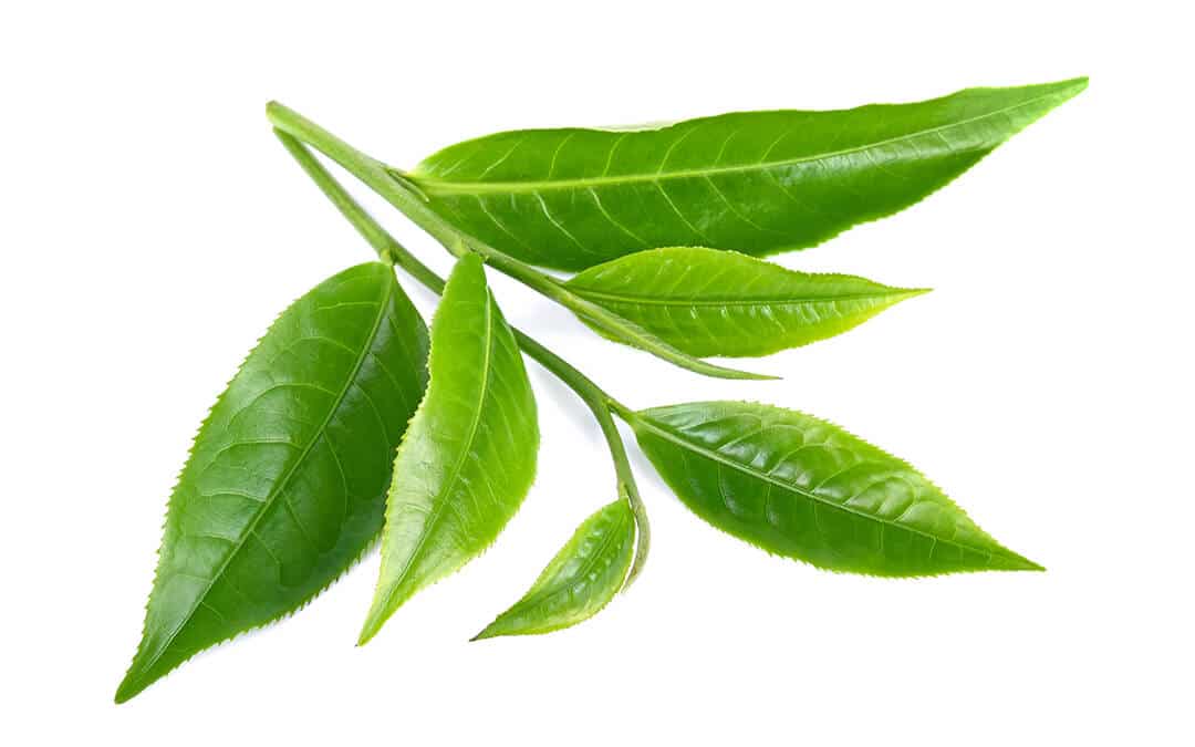Chlorophylle_1910988454