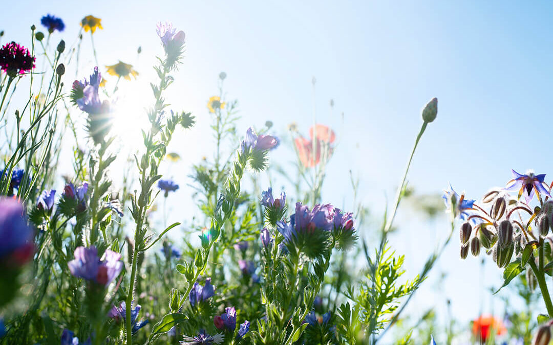 La santé au fond du jardin