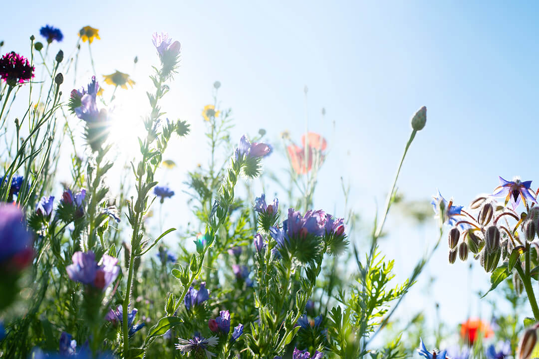 La santé au fond du jardin
